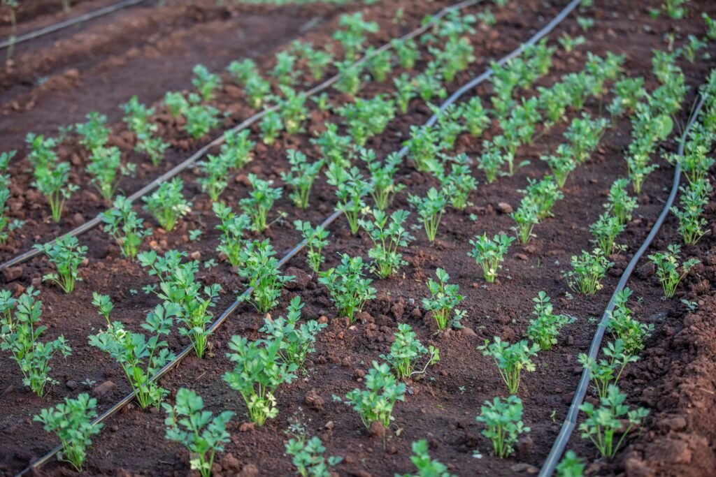 Fresh farm vegetables grown naturally using sustainable farming practices.